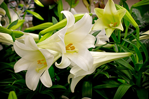 Daylilies