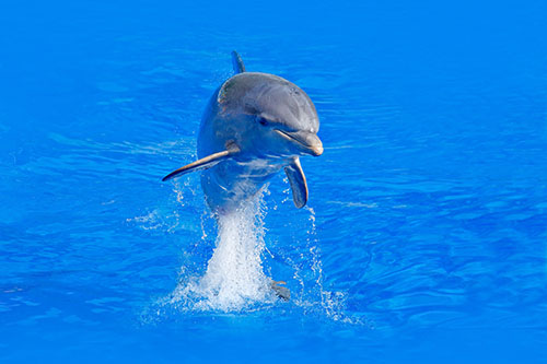 Dolphin