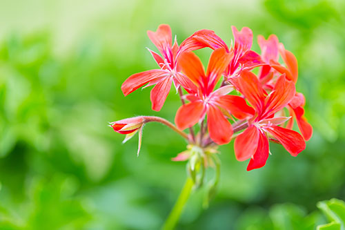 Geranium