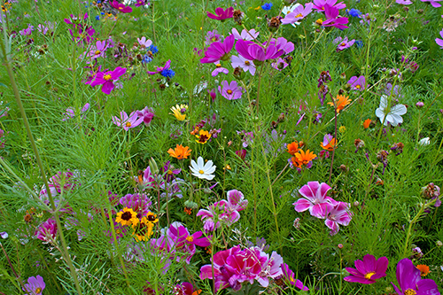 wildflower field