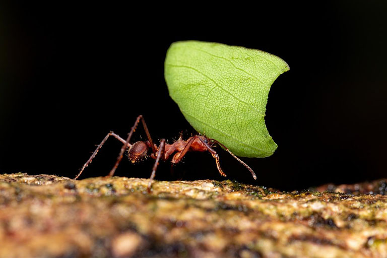 Worker Ant