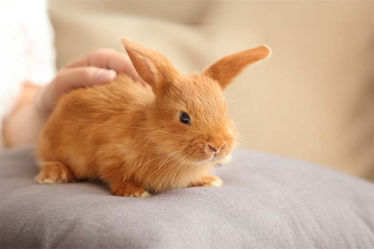 Bunny