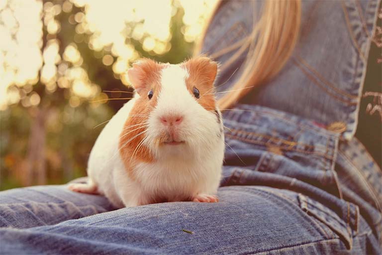 Guinea Pig