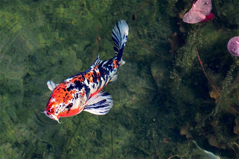 Koi Fish