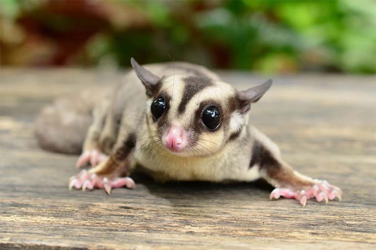 Sugar Glider