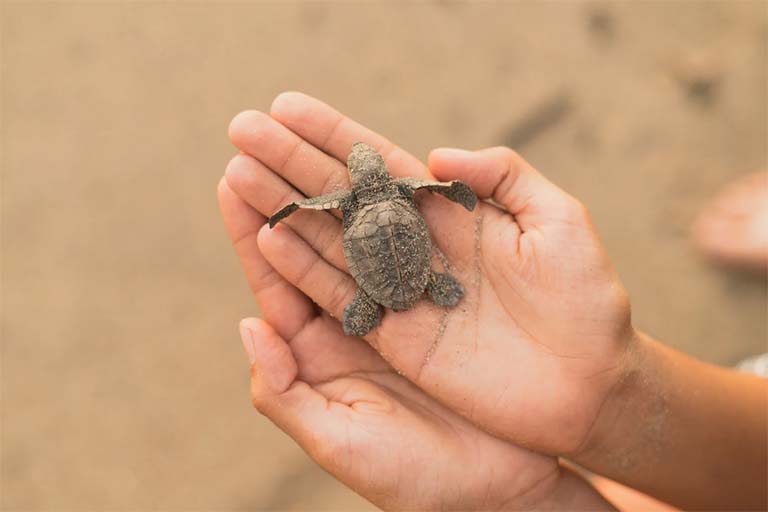 Turtle